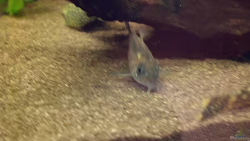 Aquarien mit Corydoras rabauti (Rostpanzerwels)