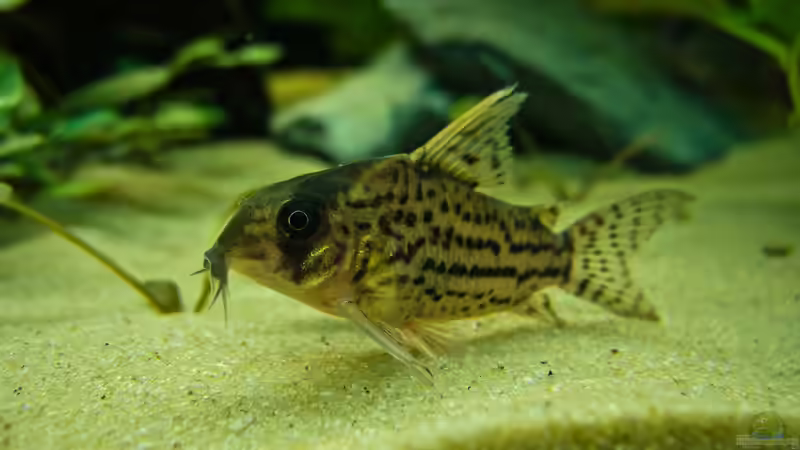Aquarien mit Corydoras schwartzi (Schwartz´ Panzerwels)