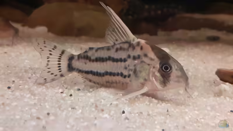 Corydoras super schwarzii im Aquarium halten (Einrichtungsbeispiele für Hochflossen-Parallelstreifenpanzerwels)