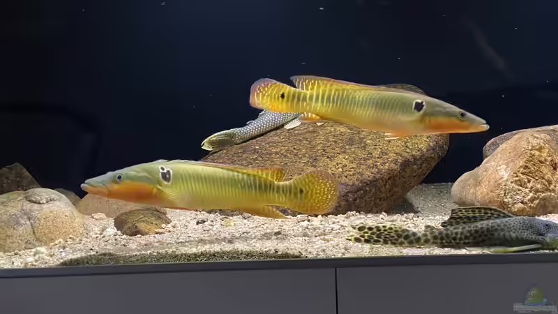 Crenicichla Zebrina Crenicichla Zebrina