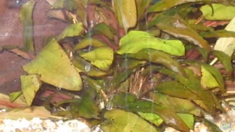 Gewimperter Wasserkelch im Aquarium pflegen (Einrichtungsbeispiele für Cryptocoryne ciliata)
