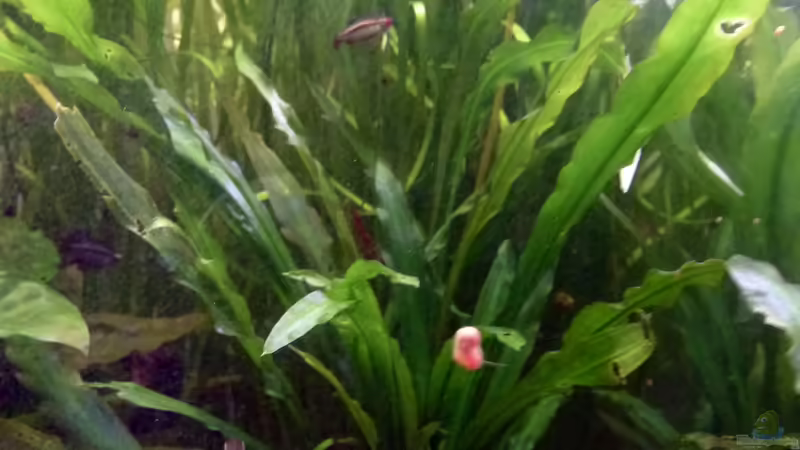 Spiraliger Wasserkelch im Aquarium pflegen (Einrichtungsbeispiele für Cryptocoryne purpurea)