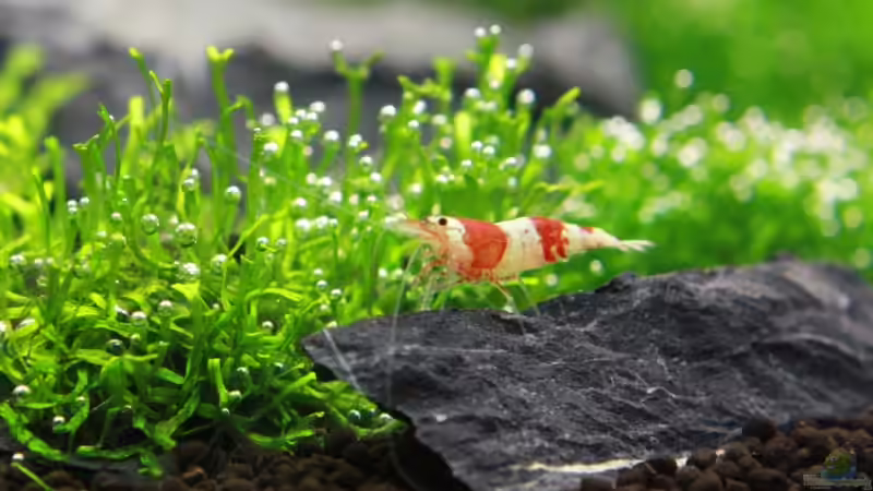Einrichtungsbeispiele mit Caridina cantonensis Crystal Red (Kristallrote Zwerggarnele)
