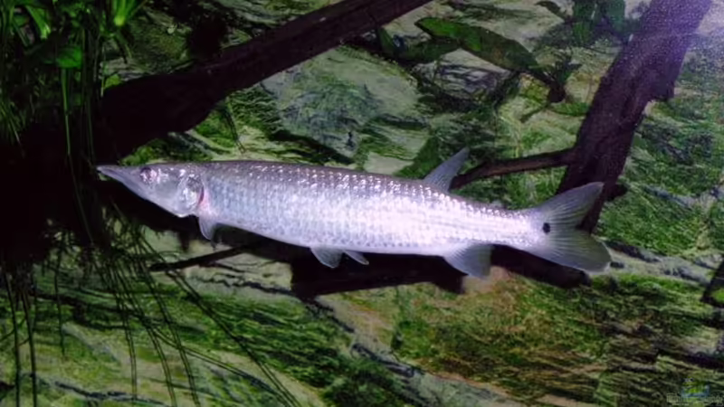 Aquarien mit Ctenolucius hujeta (Augenfleckhechtsalmler)