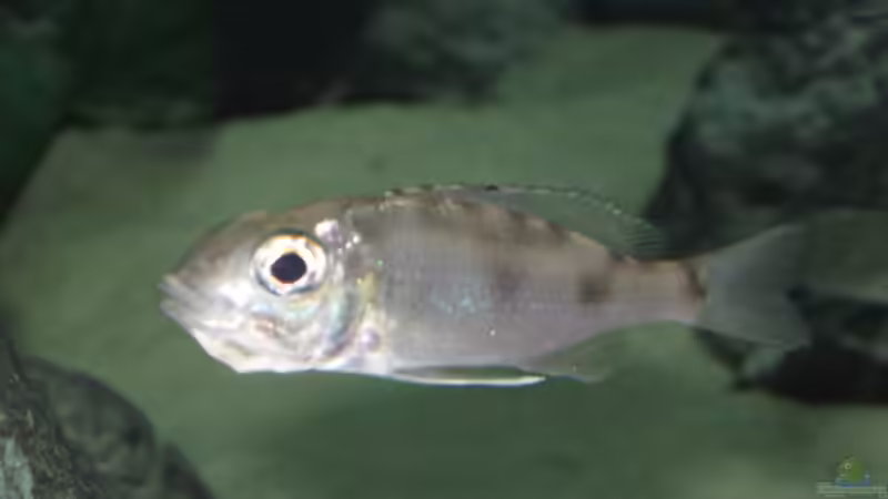 Cunningtonia longiventralis im Aquarium halten (Einrichtungsbeispiele für Cunningtonia longiventralis)