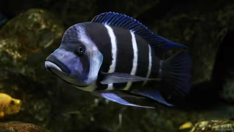 Cyphotilapia frontosa und Cyphotilapia gibberosa: Das sind die Unterschiede