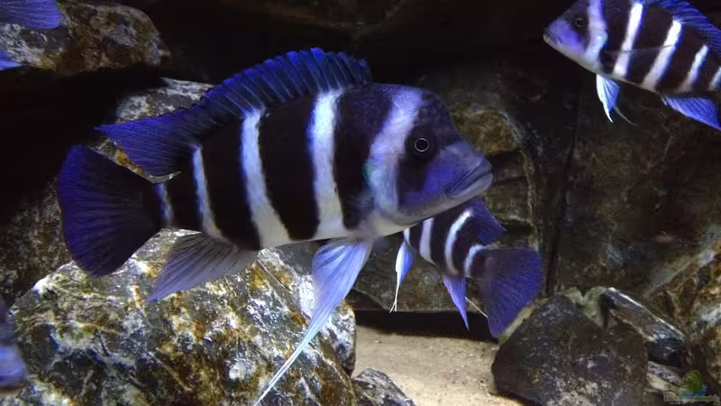 Aquarien mit Cyphotilapia gibberosa (Blauer Tanganjika-Beulenkopf)