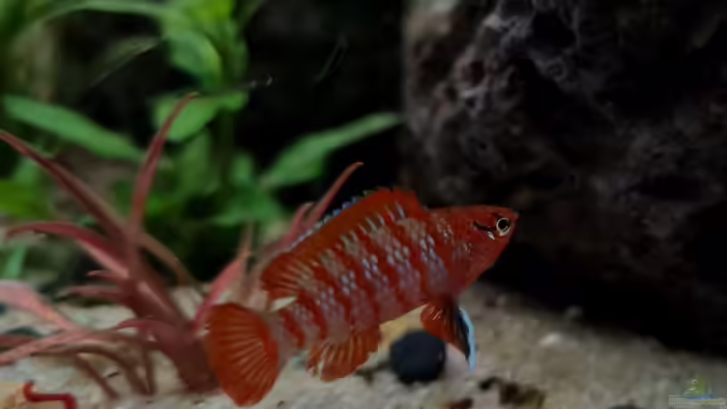 Aquarien mit Dario dario (Einrichtungsbeispiele für Scarlet-Blaubarsche)