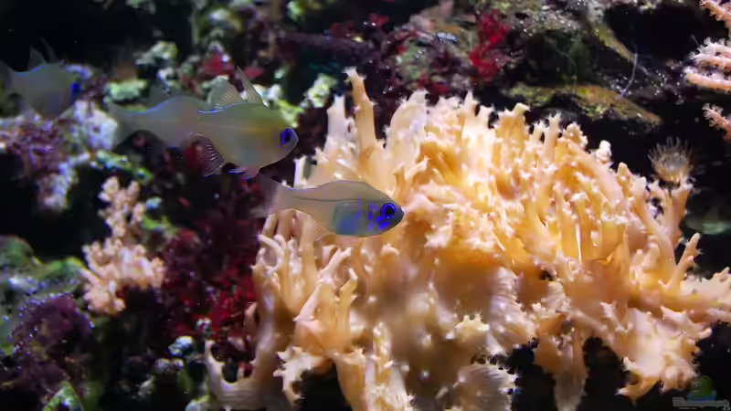 Darum sind Korallen Tiere und keine Pflanzen