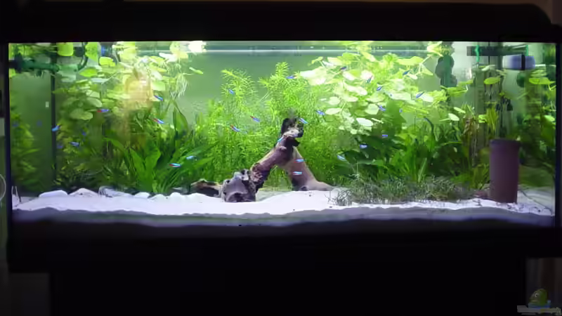 Das 160 Liter Gesellschaftsbecken - Frontansicht Das 160 Liter Gesellschaftsbecken - Frontansicht