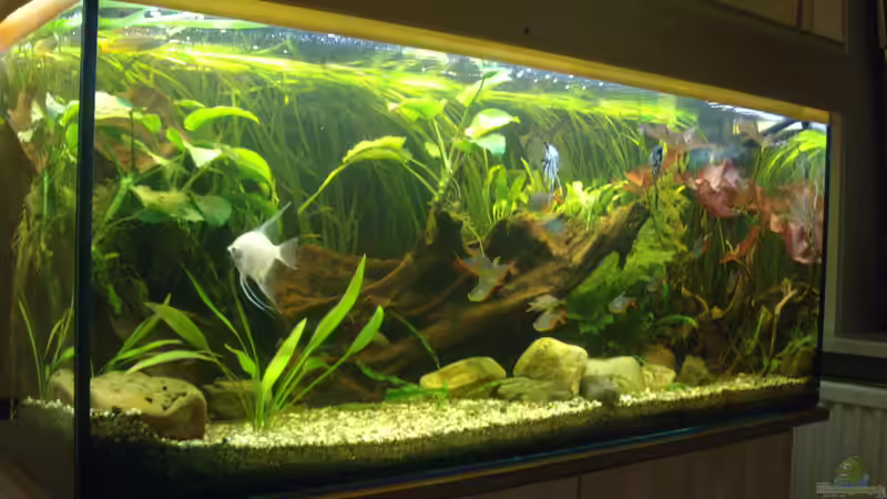 Das 300 Liter Becken Das 300 Liter Becken