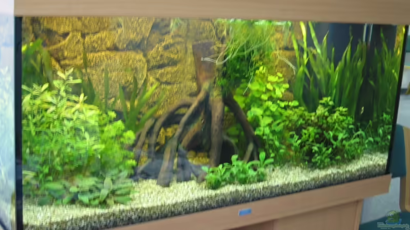 Das Aquarium am 25.01.2007 Das Aquarium am 25.01.2007