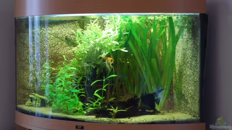 das Aquarium im Zustand nach dem Hausumbau, März 2012 das Aquarium im Zustand nach dem Hausumbau, März 2012