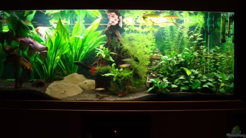 Das Aquarium in der Breite Das Aquarium in der Breite