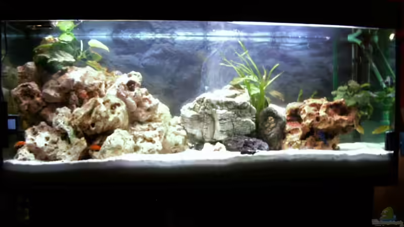 Das Aquarium in voller Pracht Das Aquarium in voller Pracht