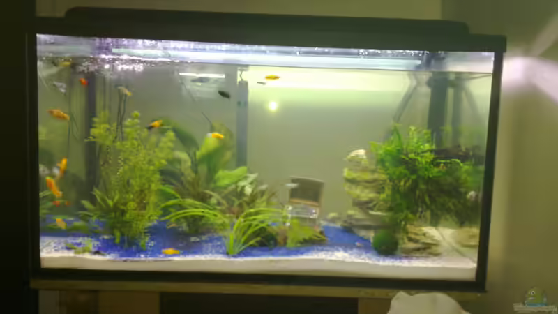 Das Aquarium Das Aquarium