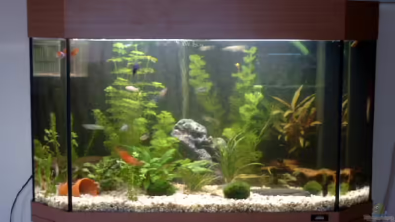 Das Aquarium Das Aquarium