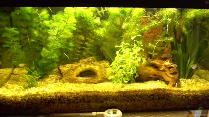 Das Aquarium Das Aquarium