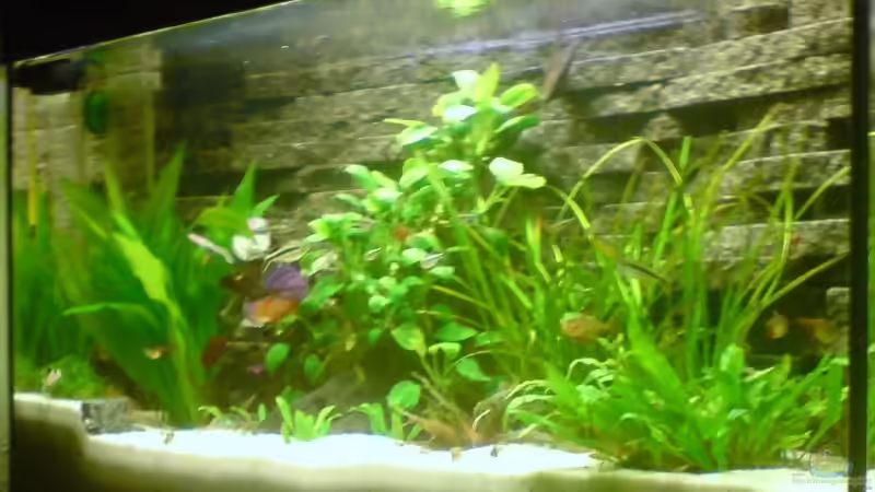 Das Becken ( 2 Wochen in Betrieb nach Neueinrichtung) Das Becken ( 2 Wochen in Betrieb nach Neueinrichtung)