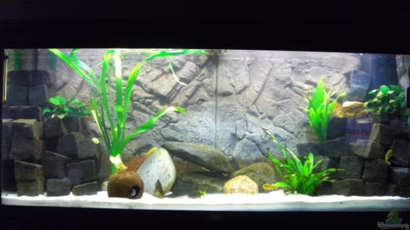 Das Becken aktuell mit Erweiterung der Steinaufbauten Das Becken aktuell mit Erweiterung der Steinaufbauten