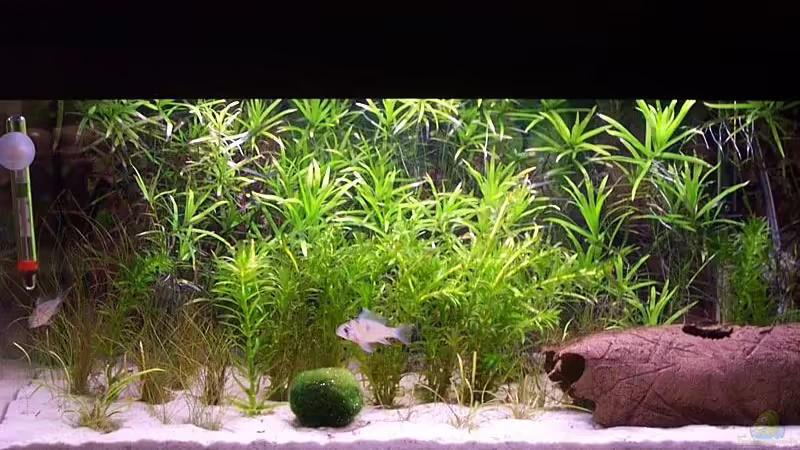 Das Becken am 5.2.06 nach (vorerst) erfolgreicher Dunkelkur Das Becken am 5.2.06 nach (vorerst) erfolgreicher Dunkelkur