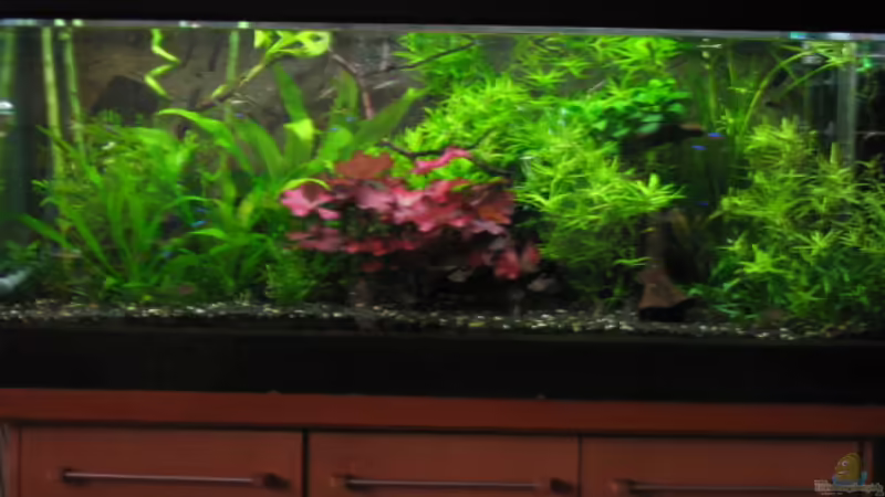 Das Becken hat ne Kiesblende und einen Kranz aus Multiplexplatte. Den Schrank hab ich selbst gebaut. Das Becken hat ne Kiesblende und einen Kranz aus Multiplexplatte. Den Schrank hab ich selbst gebaut.