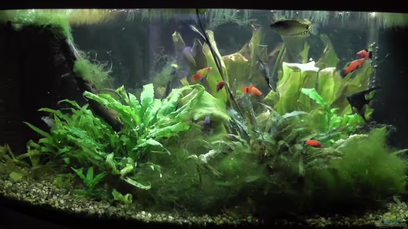 Das Becken in seiner vollen Pracht Das Becken in seiner vollen Pracht