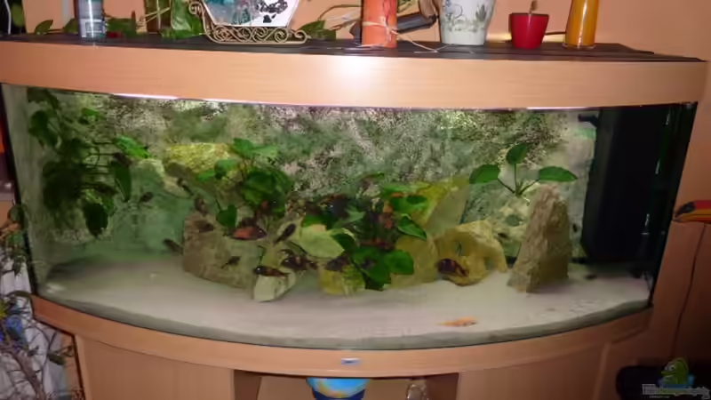 DAS BECKEN JUWEL VISION 450 DAS BECKEN JUWEL VISION 450