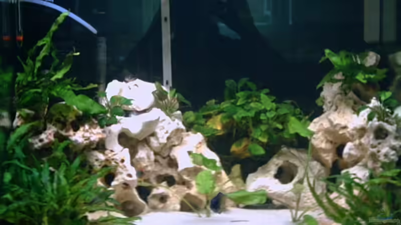 Das Becken Komplett Das Becken Komplett