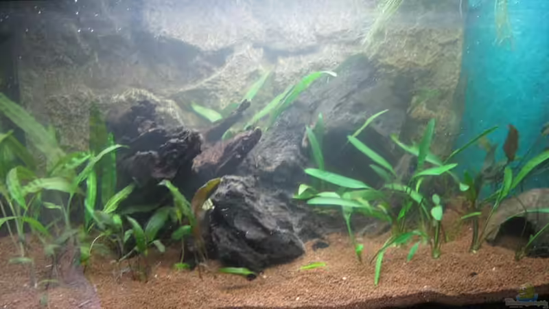 Das Becken kurz nach Bepflanzung Das Becken kurz nach Bepflanzung