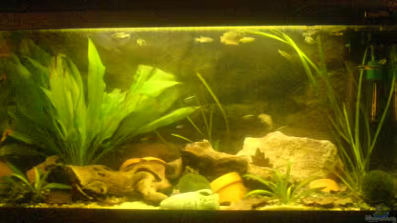 Das Becken sieht leider sehr trüb aus das liegt leider an der Wasserlinsenschicht und meiner schlechten Kamera!!!!! Das Becken sieht leider sehr trüb aus das liegt leider an der Wasserlinsenschicht und meiner schlechten Kamera!!!!!