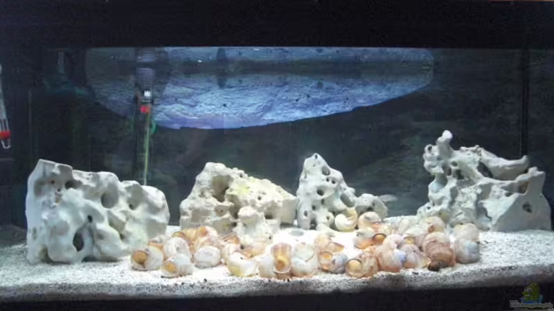 das Becken das Becken