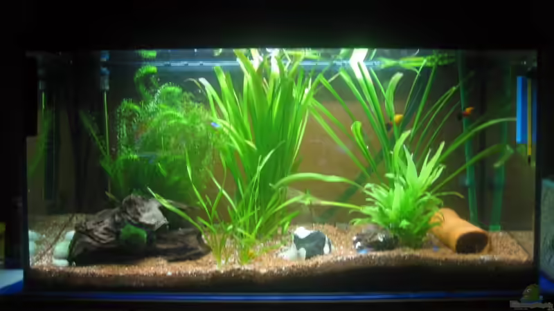 Das Becken Das Becken