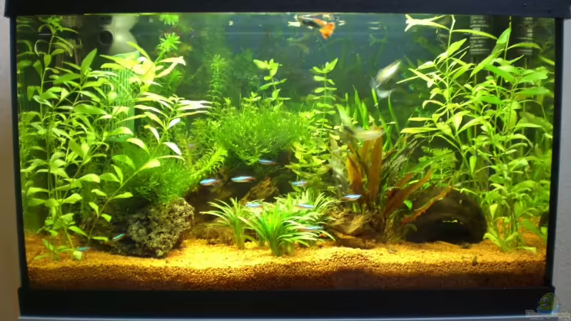 Das Becken Das Becken