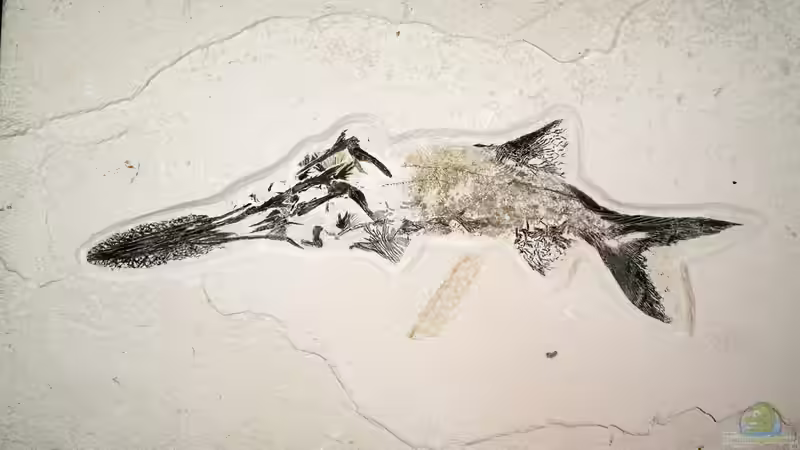 Das Devon-Zeitalter - Die Blütezeit der Fische und der Weg an Land