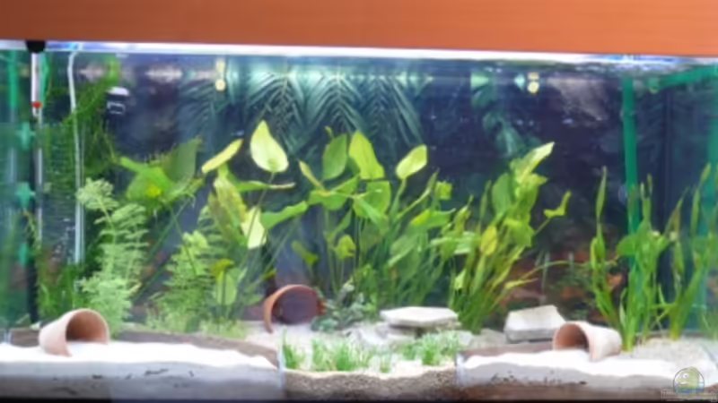 Das eingerichtete Becken Das eingerichtete Becken