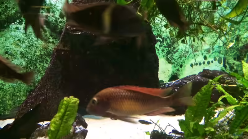 Das etwas andere Tropheus-Aquarium... Das etwas andere Tropheus-Aquarium...