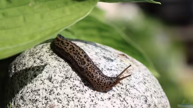 Das faszinierende Leben der Tigerschnecke im Terrarium: Ein buntes Abenteuer unter der Schale