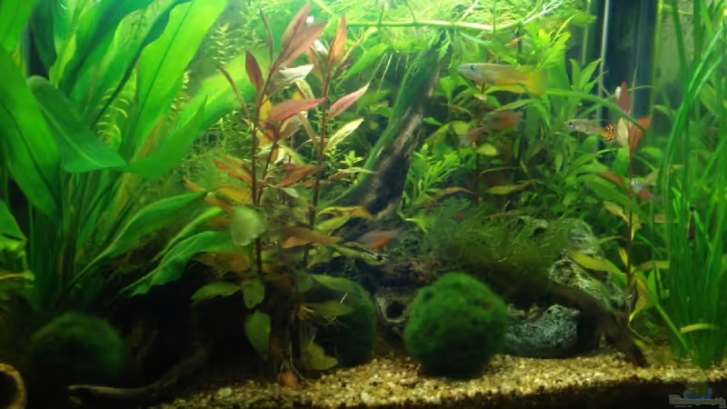 Das fertig eingerichtete Aquarium Das fertig eingerichtete Aquarium