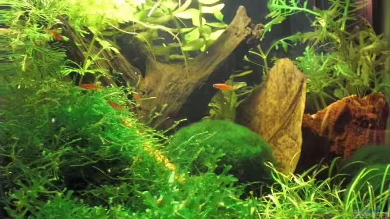 das fertige Garnelenbecken das fertige Garnelenbecken