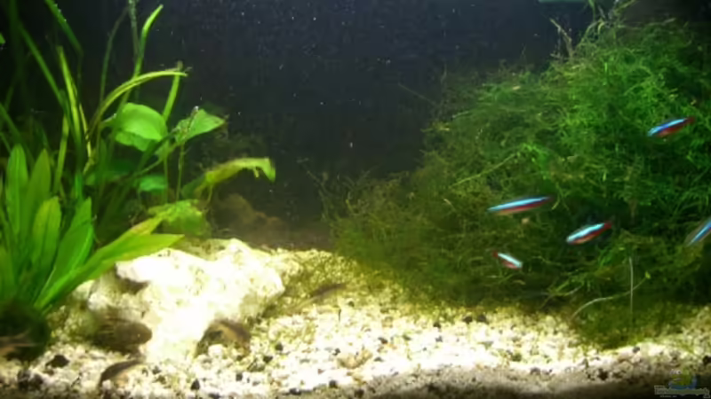 Das ganze AQ in voller Pracht... ;-) Das ganze AQ in voller Pracht... ;-)