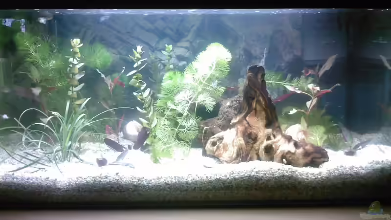 Das Ganze Becken Das Ganze Becken