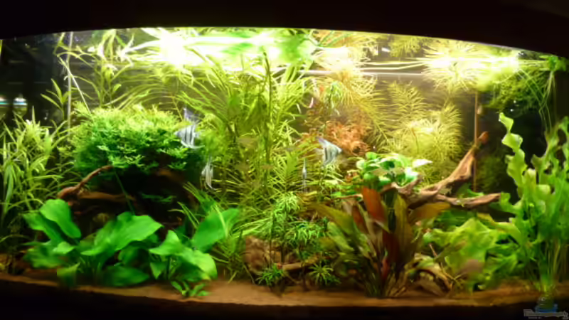 `Das Gro??e` `Das Gro??e`