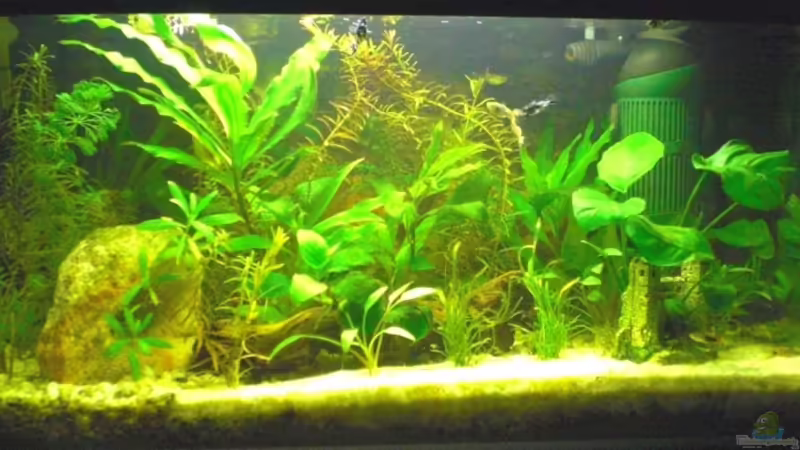 Das ist unser Anfänger-Aquarium Das ist unser Anfänger-Aquarium