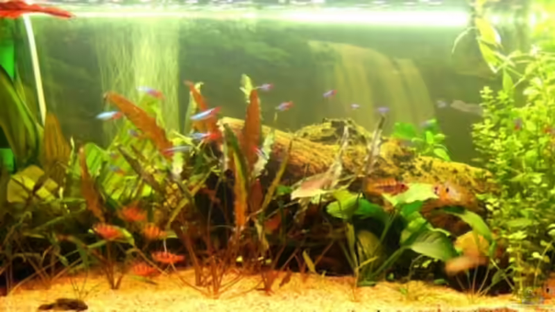 Das komplette Becken von vorne, nur die Fische sind etwas unscharf. Warum bewegen die sich auch dauernd?!? Das komplette Becken von vorne, nur die Fische sind etwas unscharf. Warum bewegen die sich auch dauernd?!?