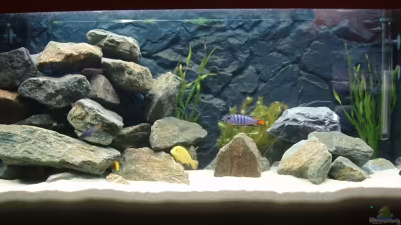 Das Malawi Becken Das Malawi Becken