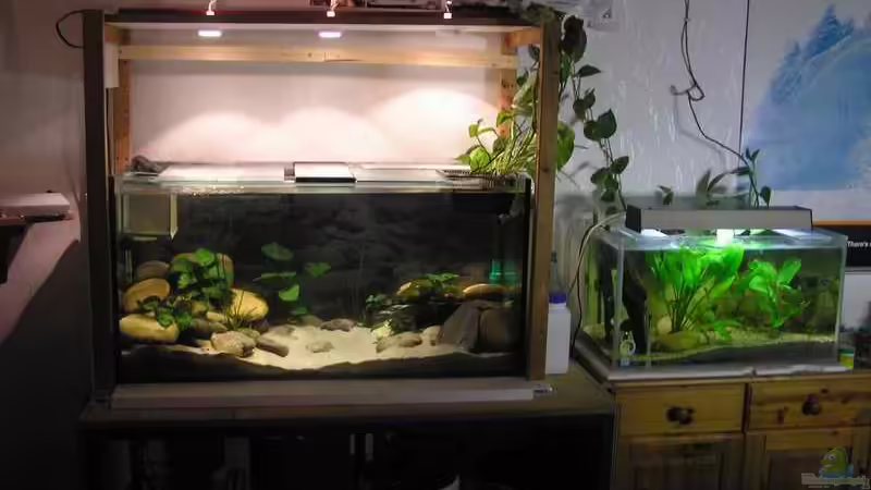 Das Malawibecken, daneben das Guppyzuchtbecken Das Malawibecken, daneben das Guppyzuchtbecken