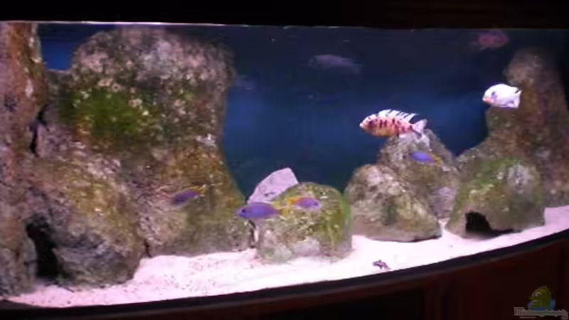 Das Malawisee Aquarium Das Malawisee Aquarium