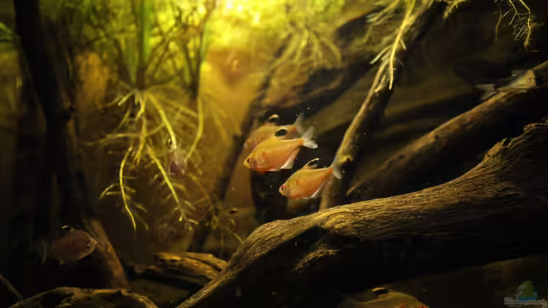 Das Rio-Negro-Becken am 15.02.2010 Das Rio-Negro-Becken am 15.02.2010