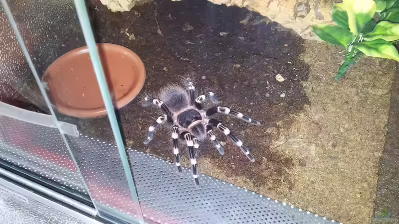 Das Terrarium stinkt: Unangenehme Gerüche vermeiden